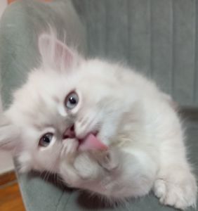 Котята шотландские прямоухие