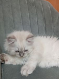 Котята шотландские прямоухие