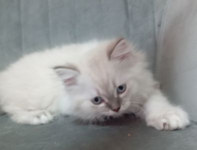 Котята шотландские прямоухие
