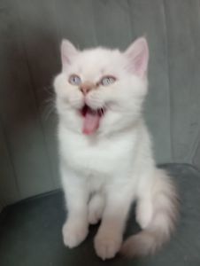 Котята шотландские прямоухие