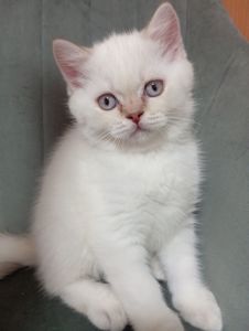 Котята шотландские прямоухие