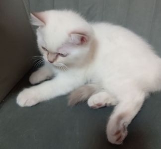 Котята шотландские прямоухие