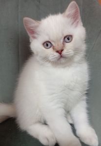 Котята шотландские прямоухие