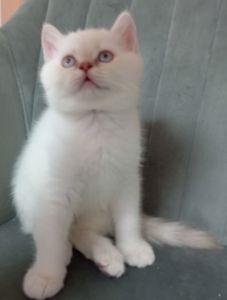 Котята шотландские прямоухие