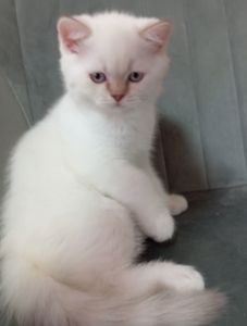 Котята шотландские прямоухие