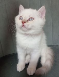 Котята шотландские прямоухие