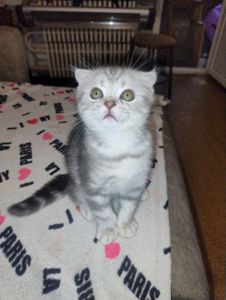Шотландские котята
