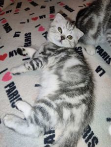 Шотландские котята