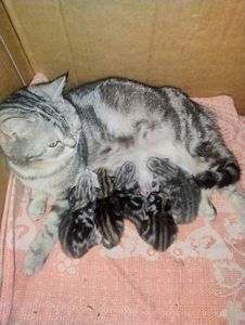 Шотландские котята