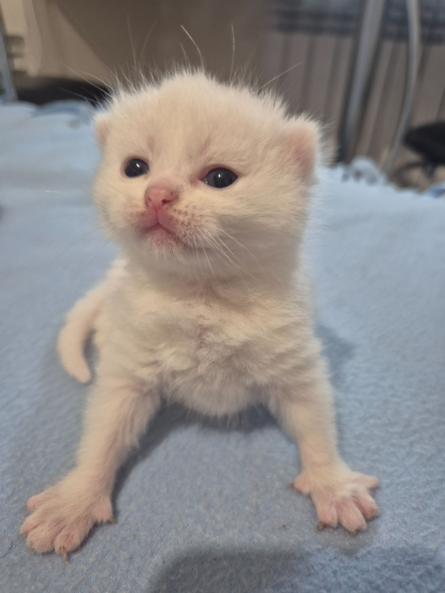 Кошенята британці Scottish Fold