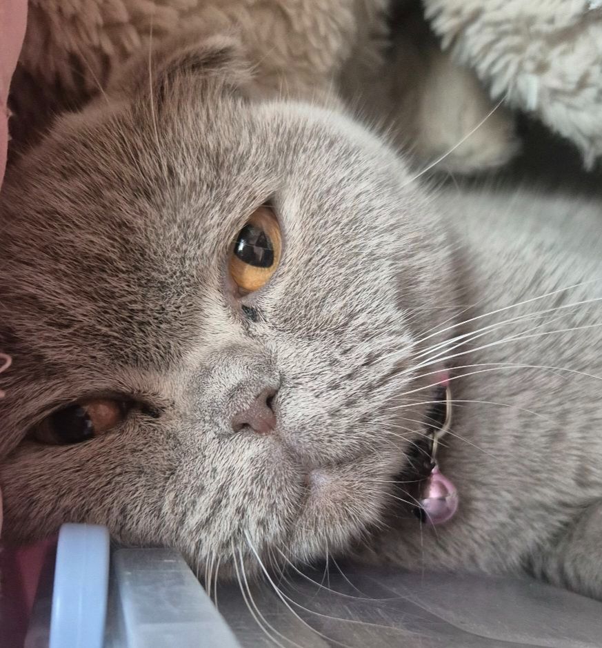Кошенята британці Scottish Fold