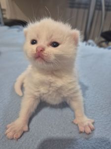 Кошенята британці Scottish Fold
