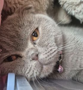 Кошенята британці Scottish Fold