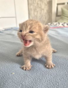 Кошенята британці Scottish Fold