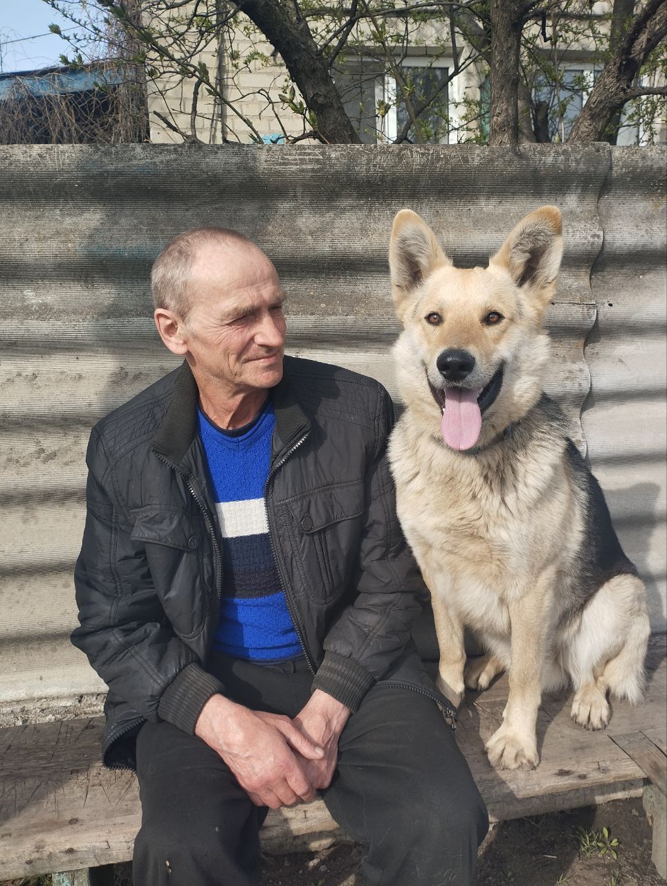 Шукаю собаку, в останній раз був в Донецькій області, можливо хтось забрав