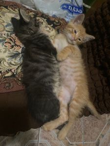 Два чудові кошеня в добрі руки