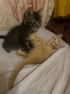Два чудові кошеня в добрі руки