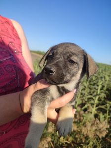 Метиси від мами такси