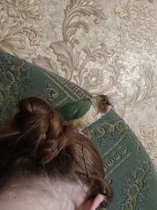 Продам Пірруру