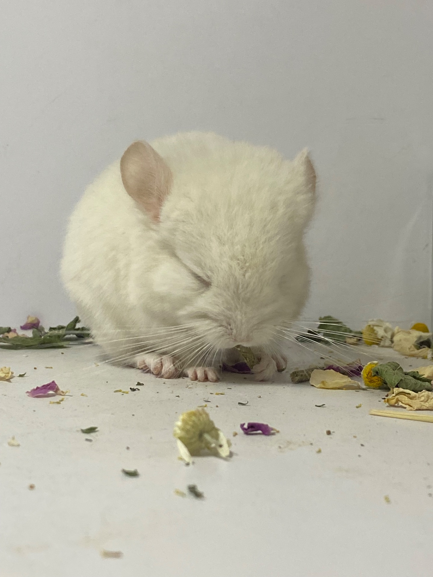Шиншилла мальчик