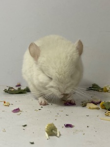 Шиншилла мальчик