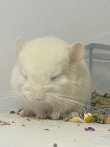 Шиншилла мальчик