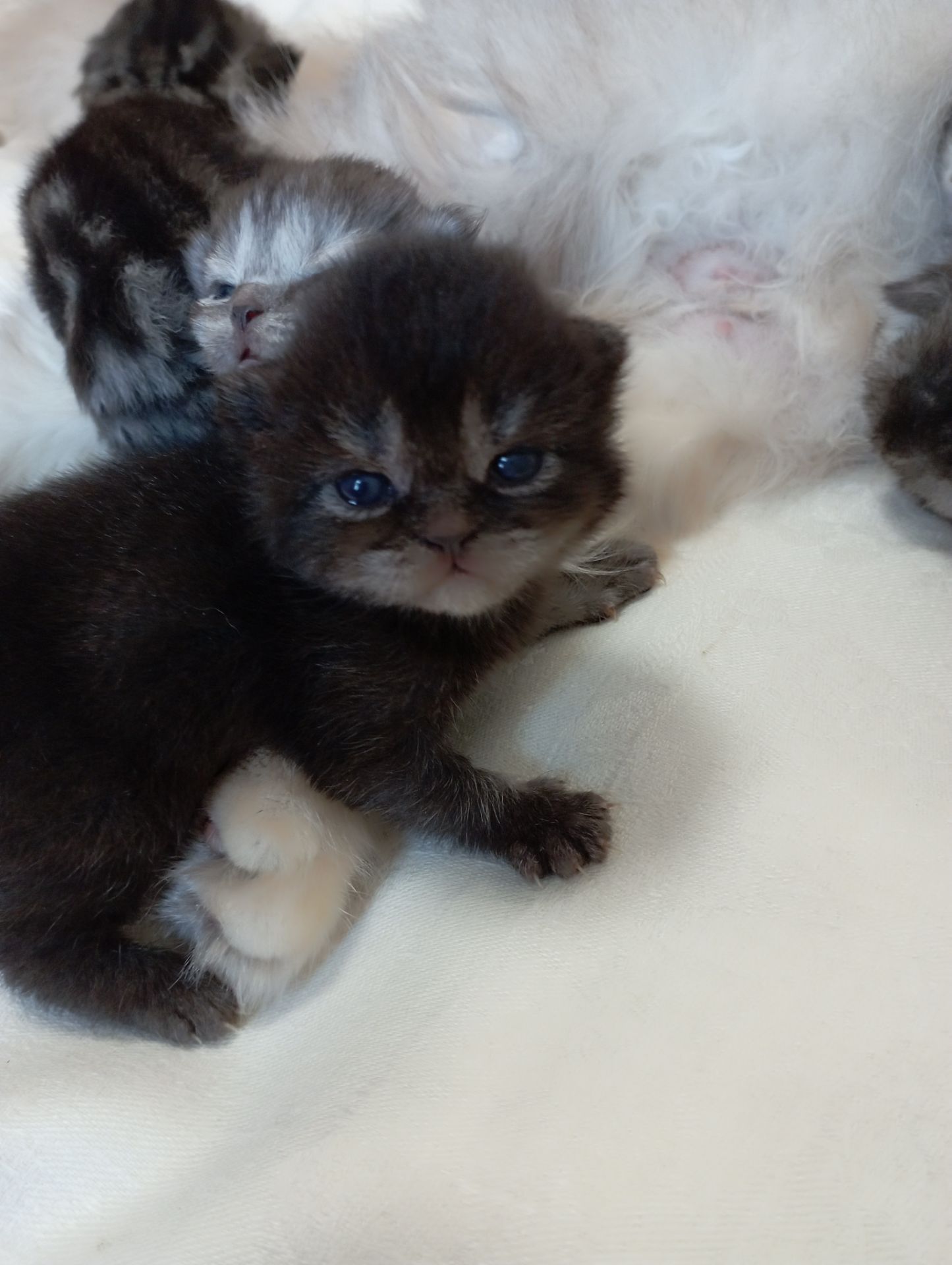 Шотландські кошенята