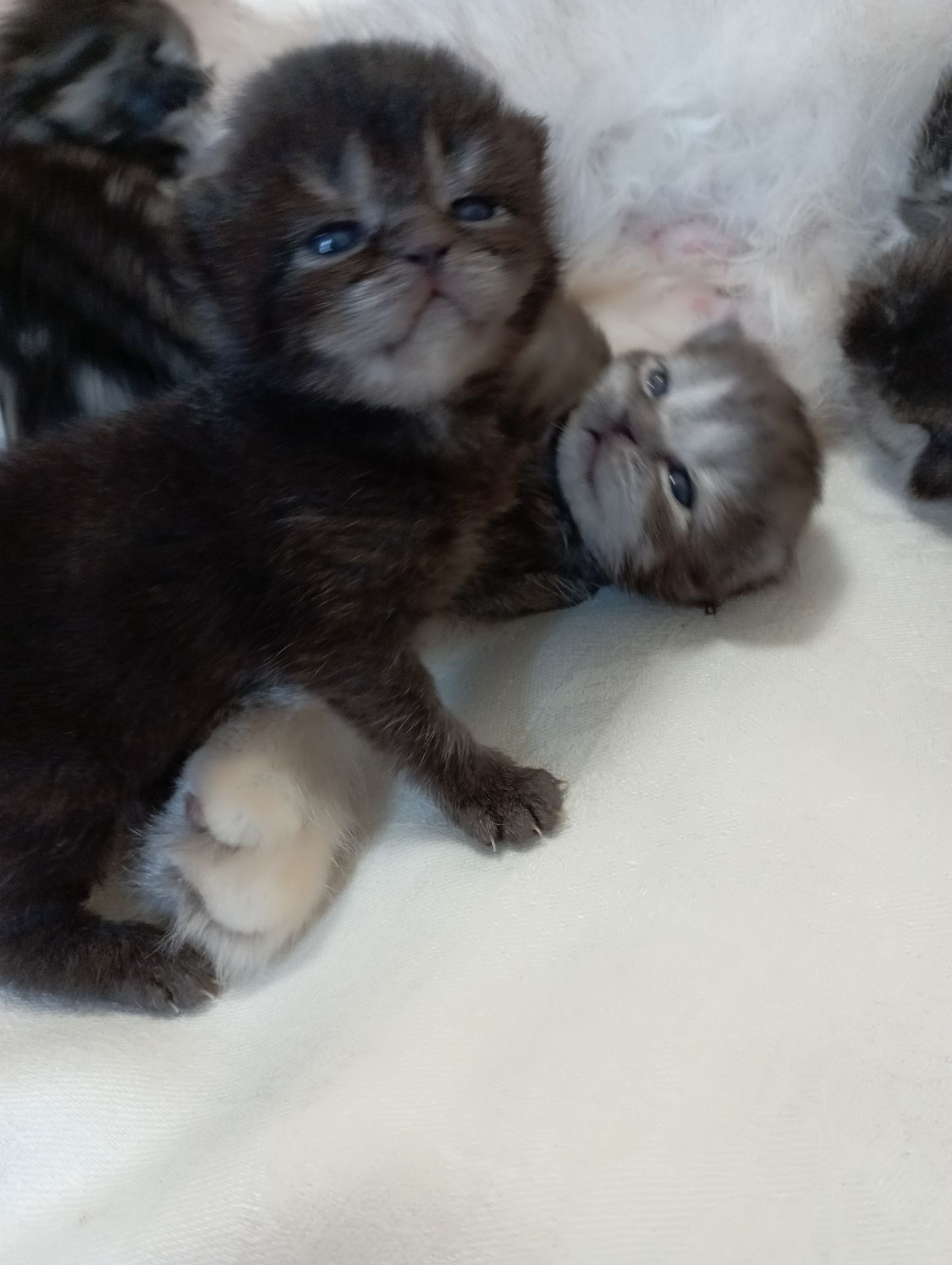 Шотландські кошенята