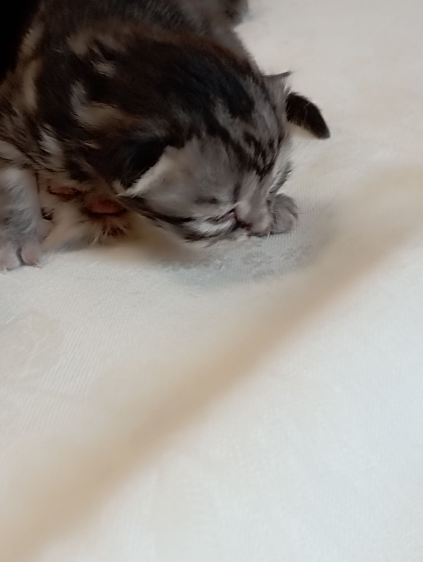 Шотландські кошенята