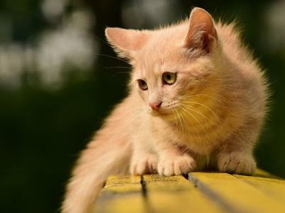 АльфаКошеня Розкішний НіжноКремовий СередньоПухнастий хлопчик