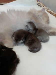 Шотландські кошенята