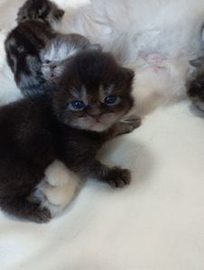 Шотландські кошенята