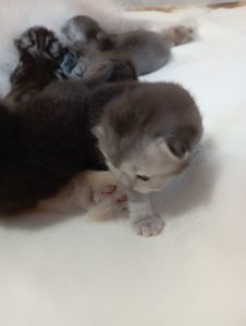 Шотландські кошенята