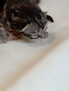 Шотландські кошенята