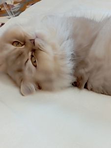 Шотландські кошенята
