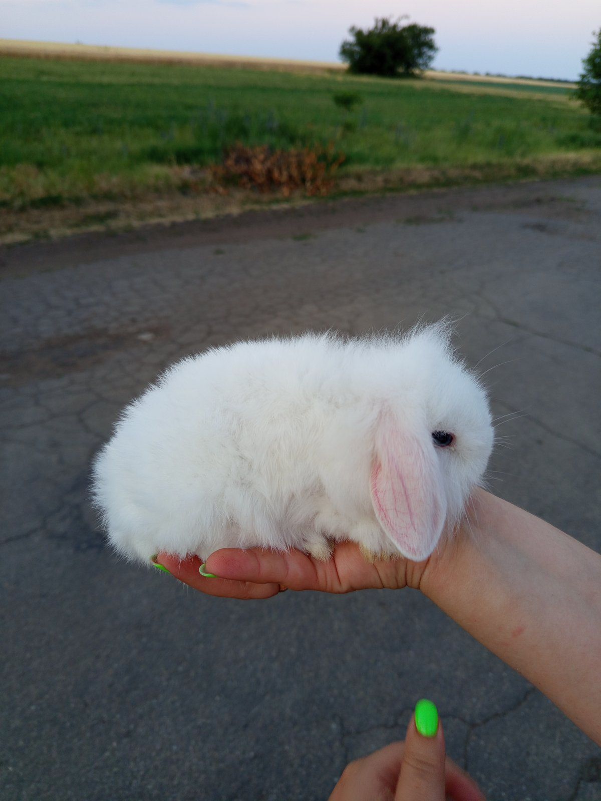 Кролик декоративний