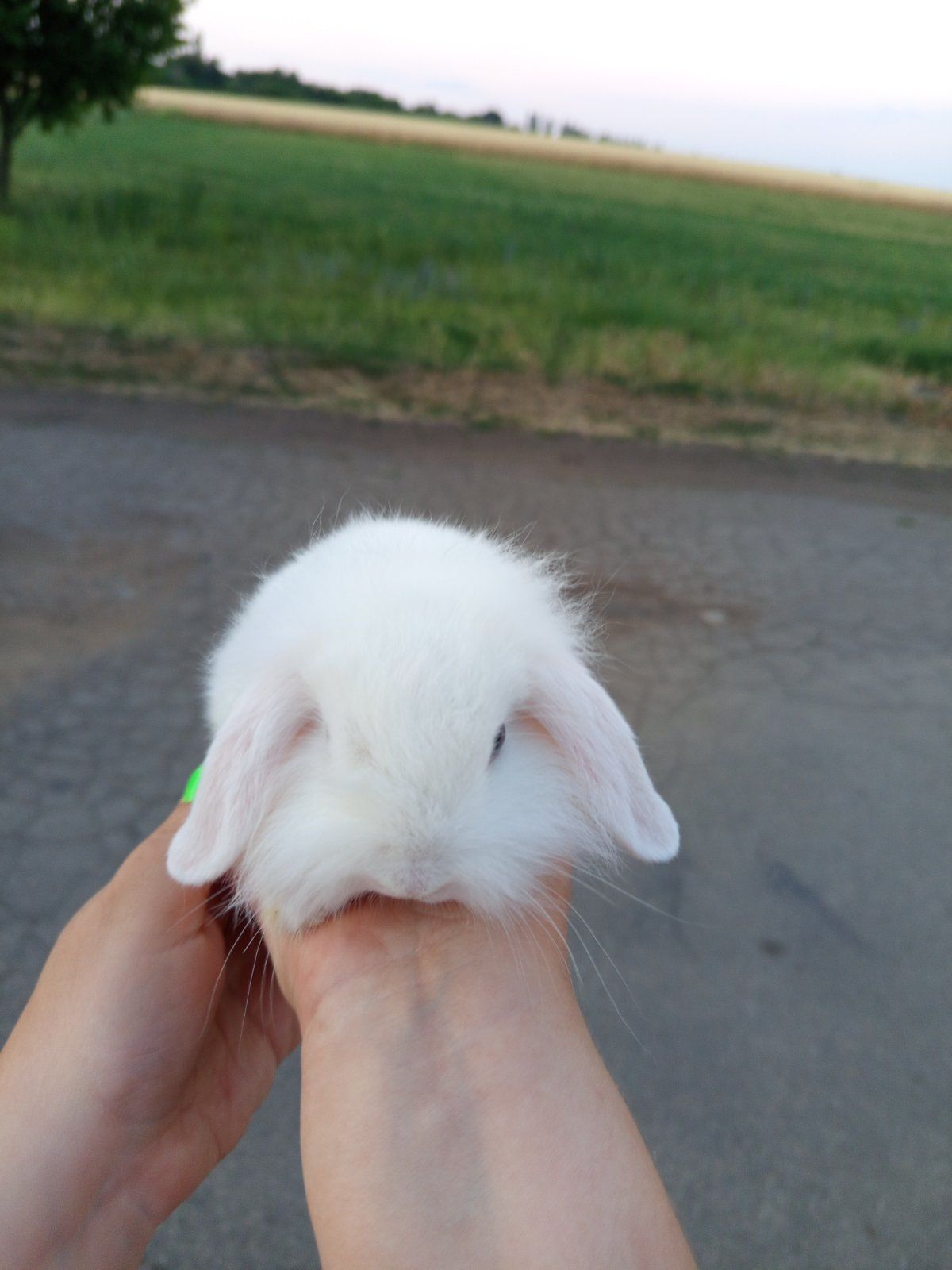 Кролик декоративний