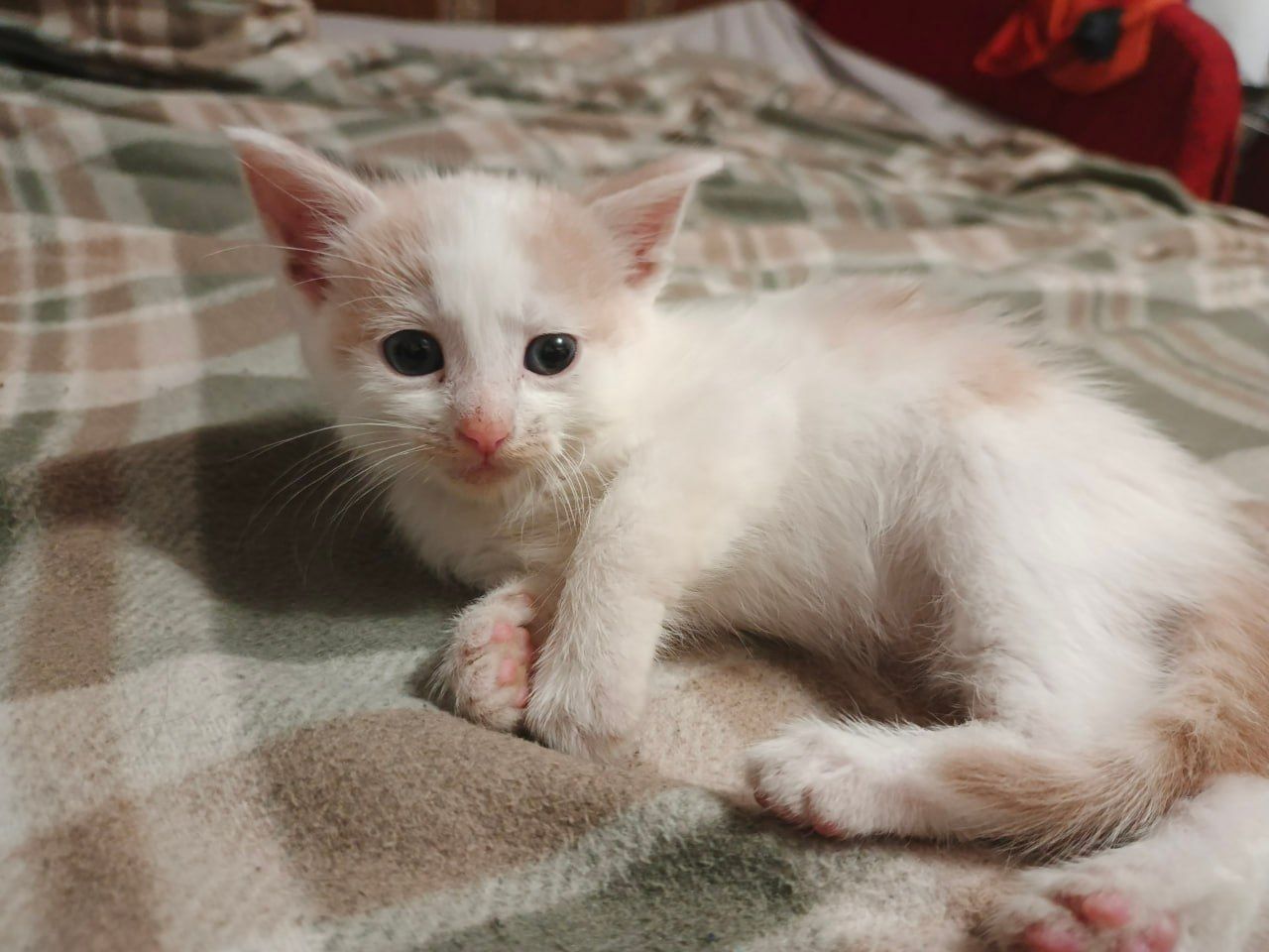Кляксик