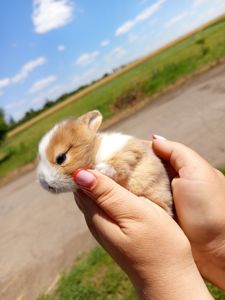 Кролик декоративний