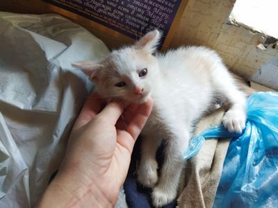 Кляксик
