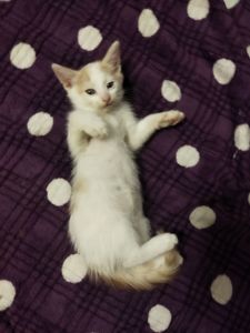 Кляксик
