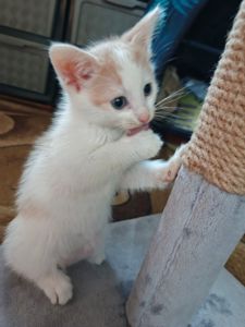 Кляксик