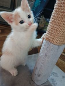 Кляксик