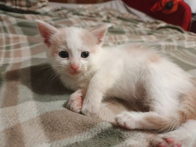 Кляксик