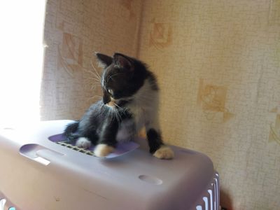 Вусач
