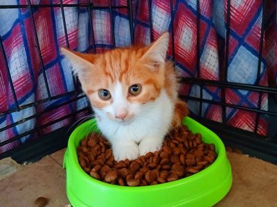 Фанта