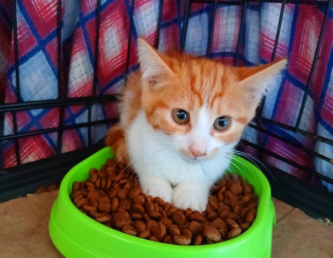 Фанта