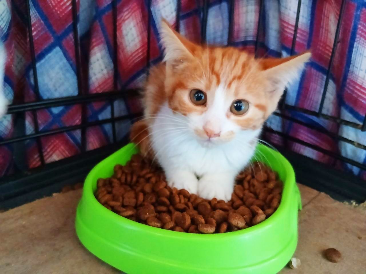 Фанта
