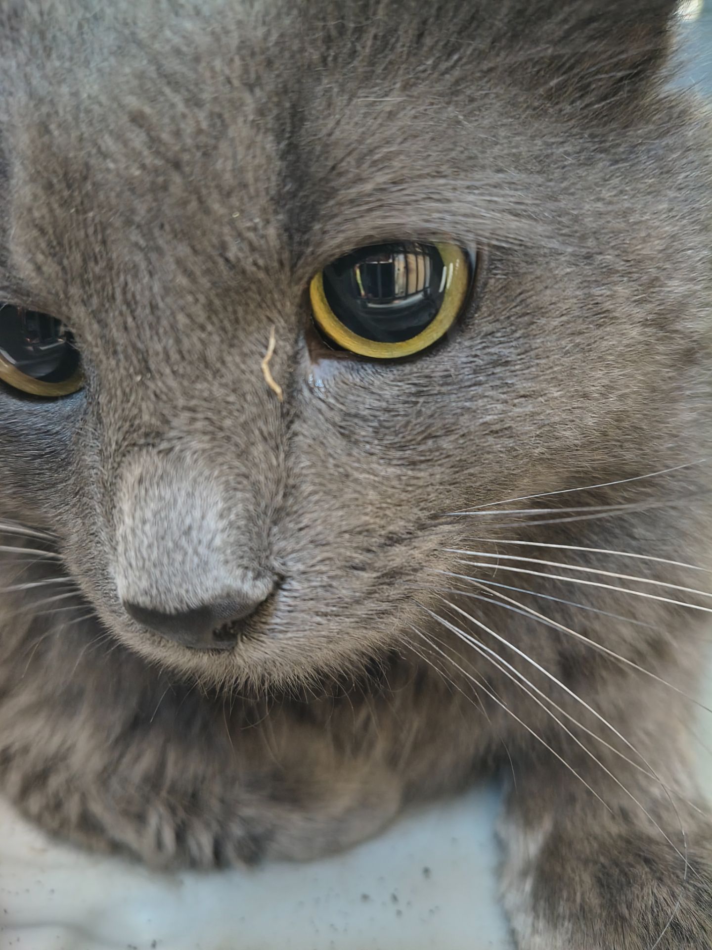 Котик