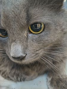 Котик